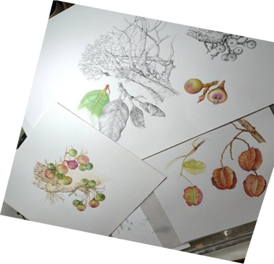 Botanische illustratie gemaakt tijdens mixed media workshop bij Atelier het Hertje