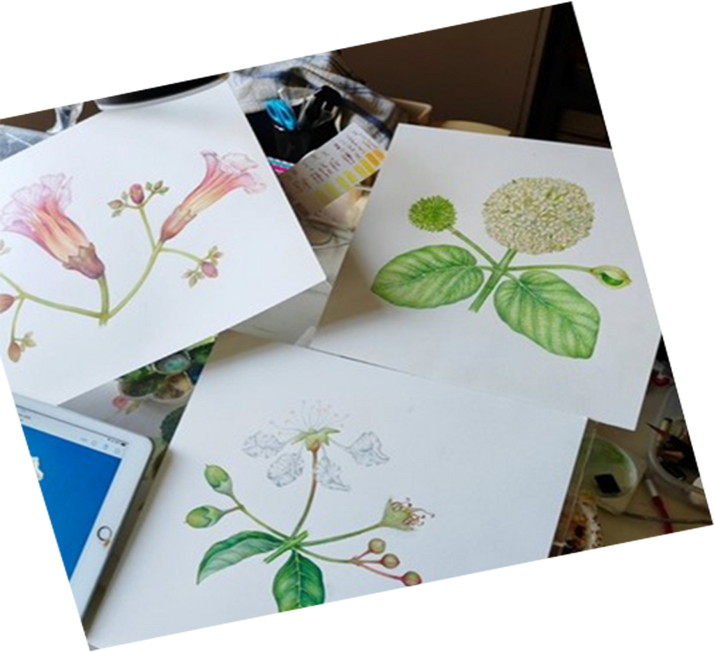 Voorbeeld van botanisch kunstwerk gemaakt met waterverf en fineliners