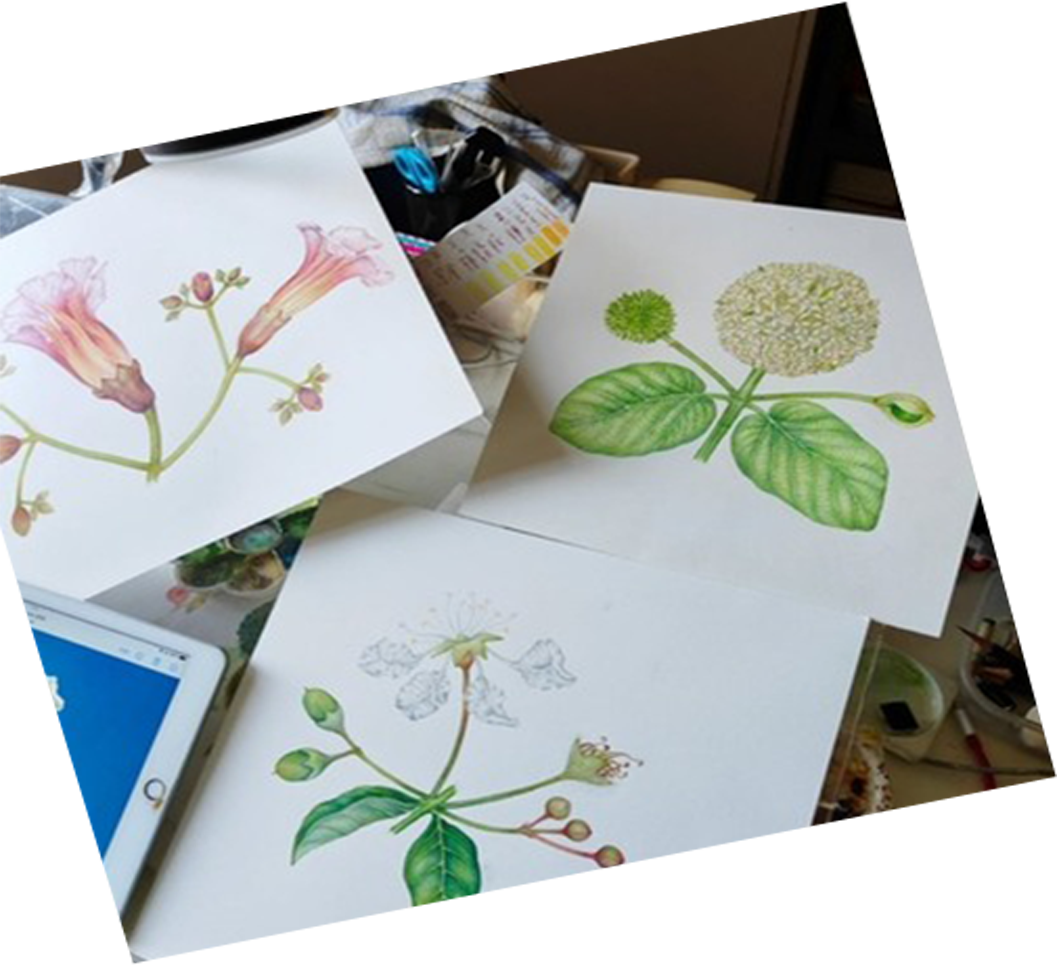 Voorbeeld van botanisch kunstwerk gemaakt met waterverf en fineliners